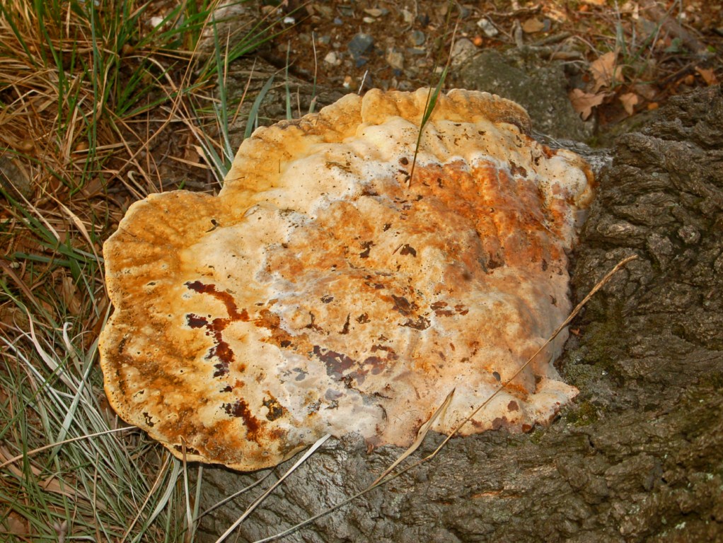 Alla base di una grossa quercia ...